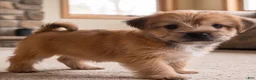Morkie dogs for sale: Molly - Ad 4