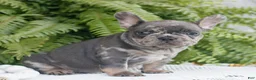French Bulldog dogs for sale: Brutus  - Ad 2