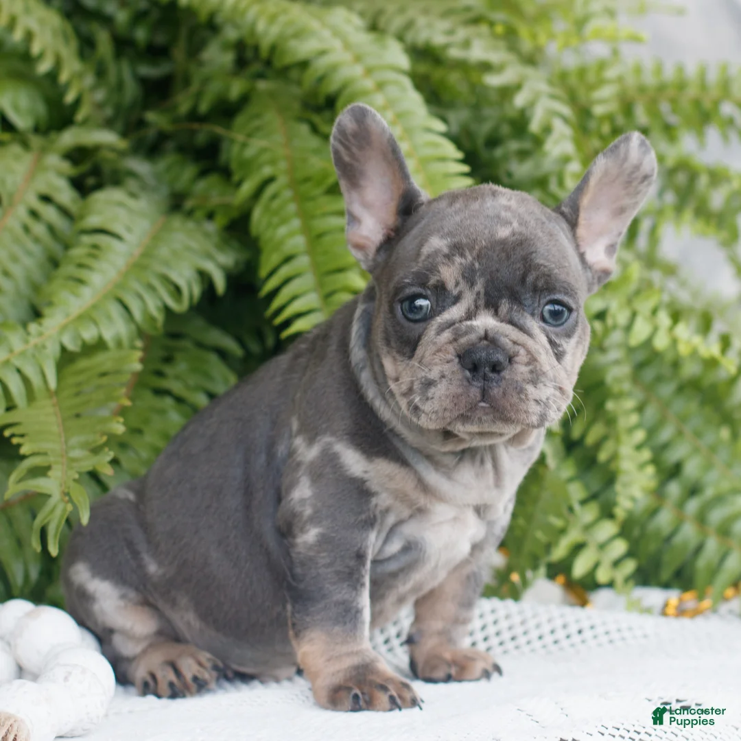 French Bulldog dogs for sale: Brutus  - Ad 2