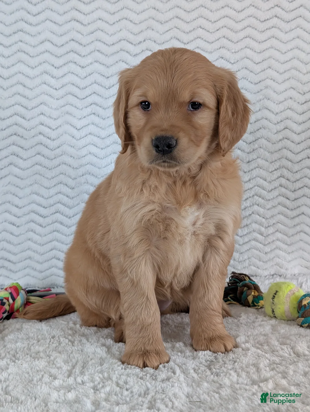 Golden Retriever dogs for sale: Miss Ruby  - Ad 9