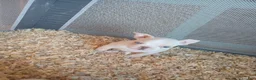 Frenchton dogs for sale: Amazing - Ad 6