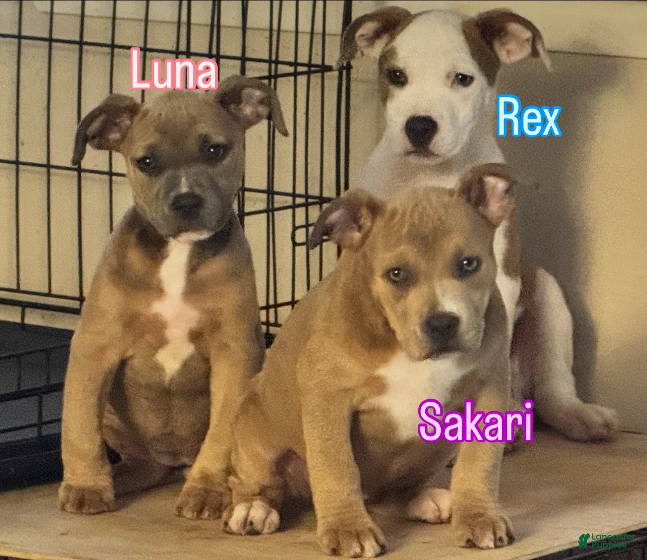 American Bully dogs American Bully Puppy 4 (Sakari) - Ad 11