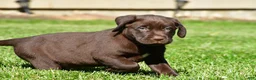 Labrador Retriever dogs for sale: Champ - Ad 2