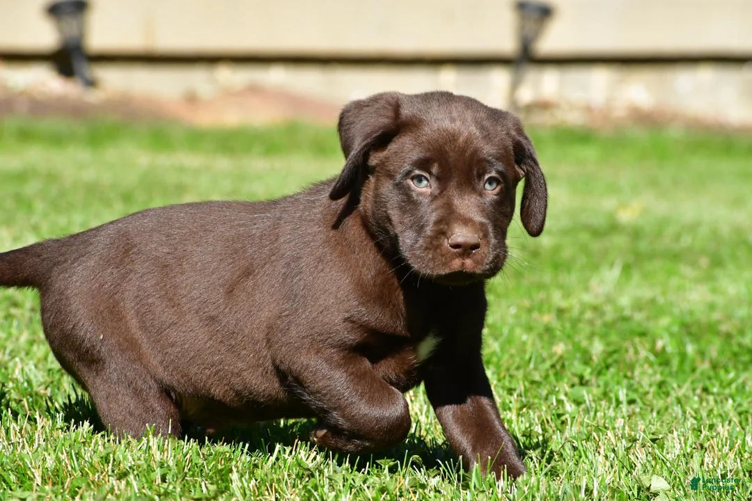 Labrador Retriever dogs for sale: Champ - Ad 2