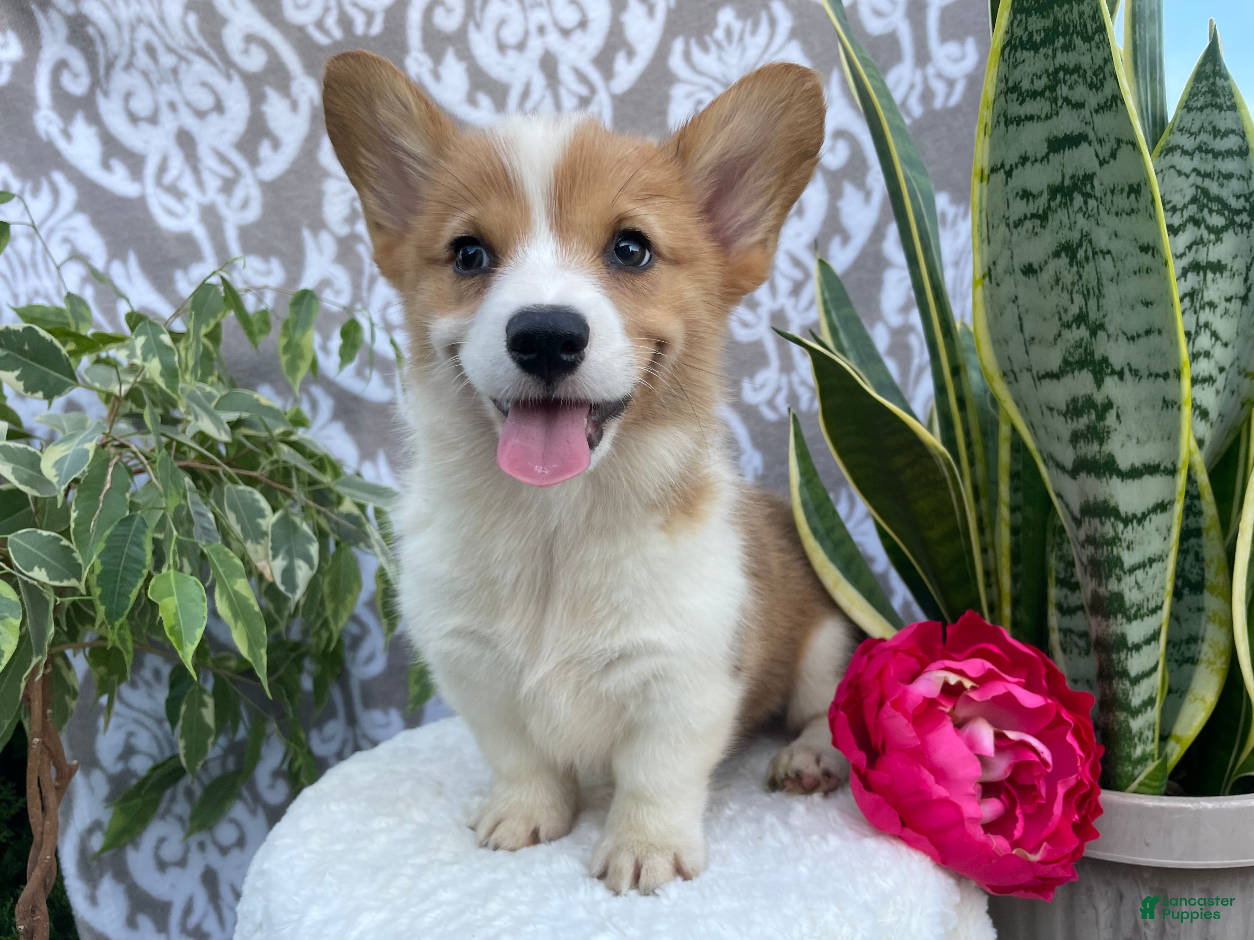 Welsh Corgi Pembroke dogs Summer - Ad 1
