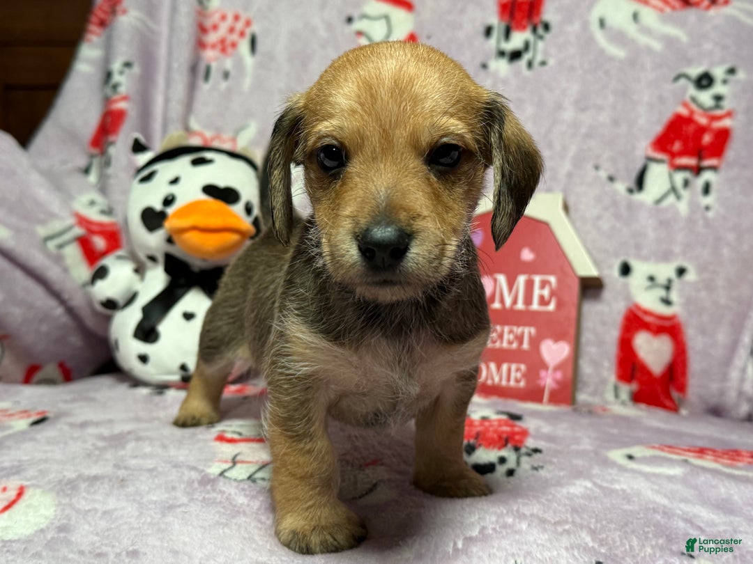 Mixed Breed dogs for sale: Wally - Ad 4