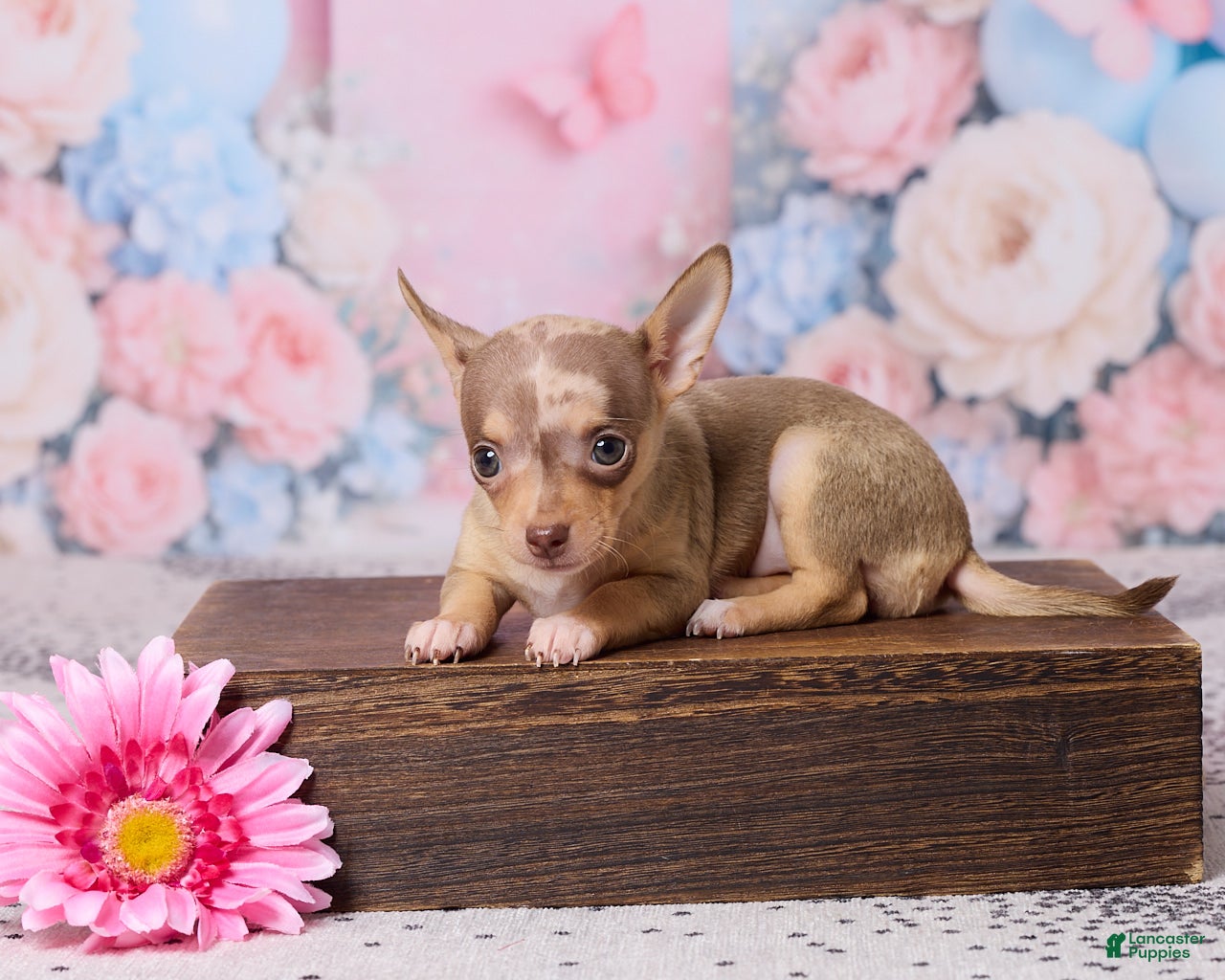 Chihuahua dogs Betzie - Ad 1