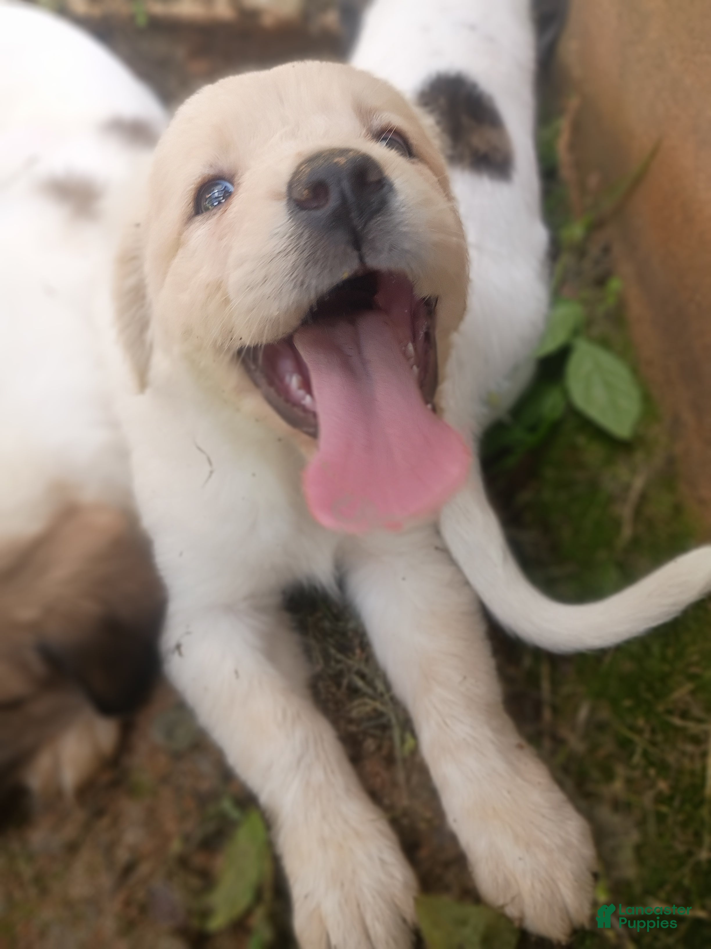 Mixed Breed dogs Silfy  - Ad 21