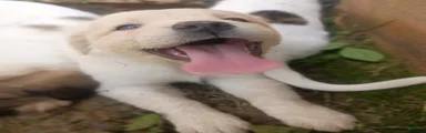Silfy 
