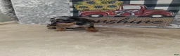 Miniature Dachshund dogs for sale: Coco - Ad 6