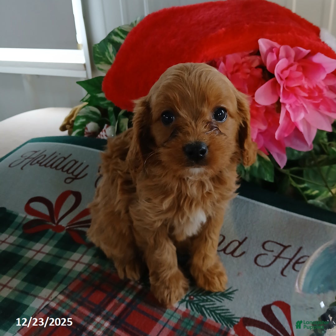 Cavapoo dogs for sale: Callie - Ad 1