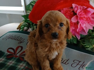 Cavapoo dogs Callie - Ad 29