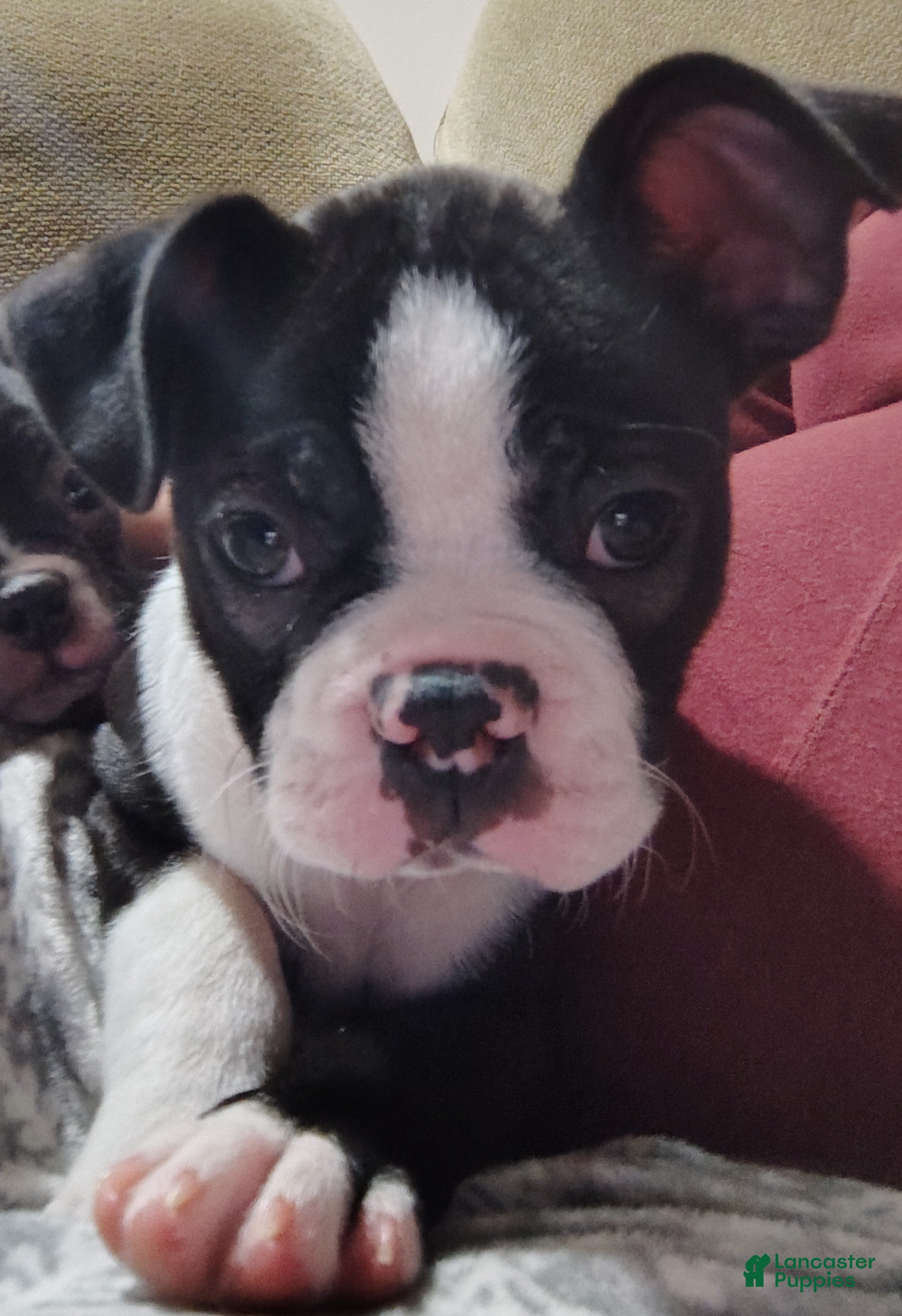 Boston Terrier dogs Zuma - Ad 29