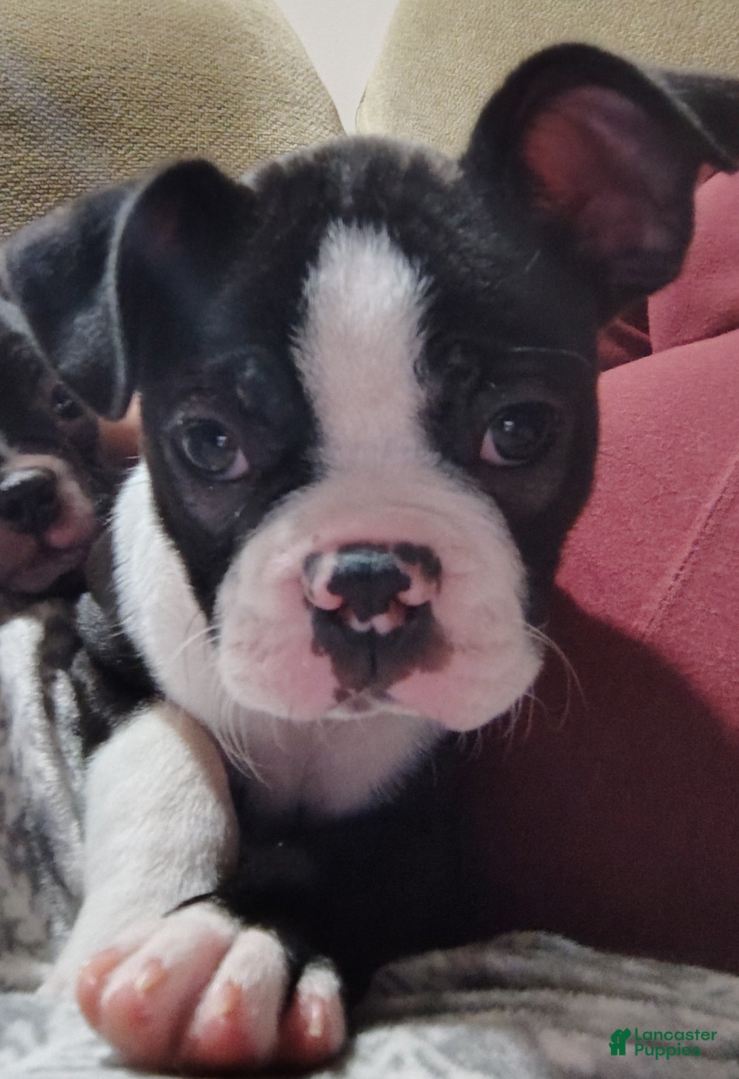 Boston Terrier dogs for sale: Zuma - Ad 1