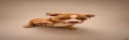American Bully dogs for sale: Deuce - Ad 3