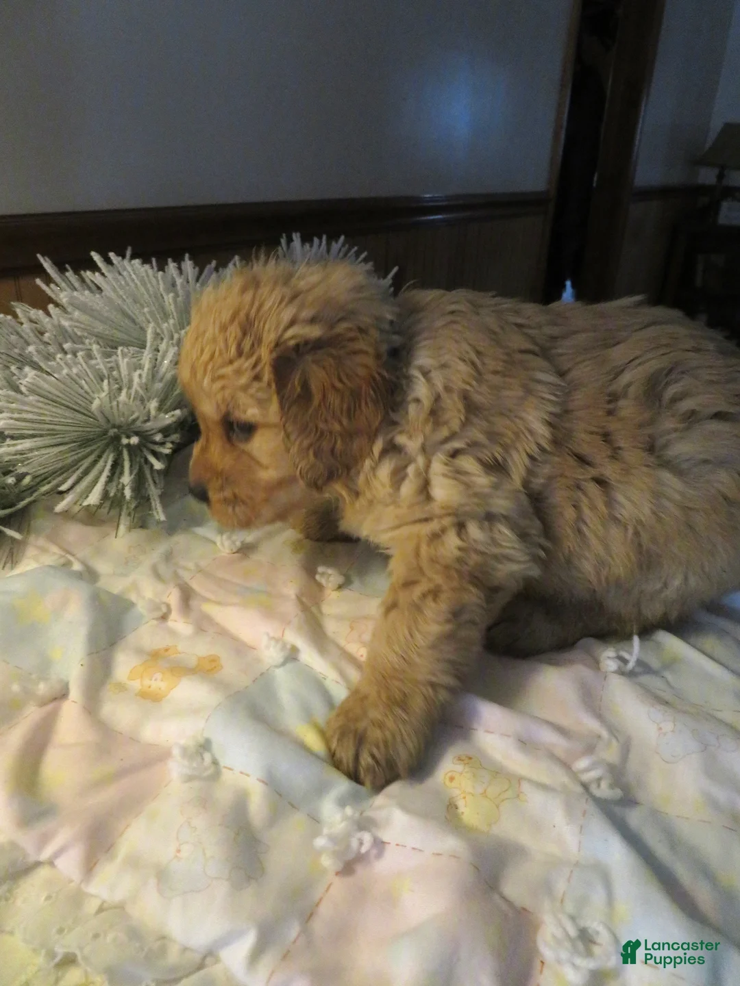 Golden Retriever dogs for sale: JOEY - CHAMPION LINE - Ad 4