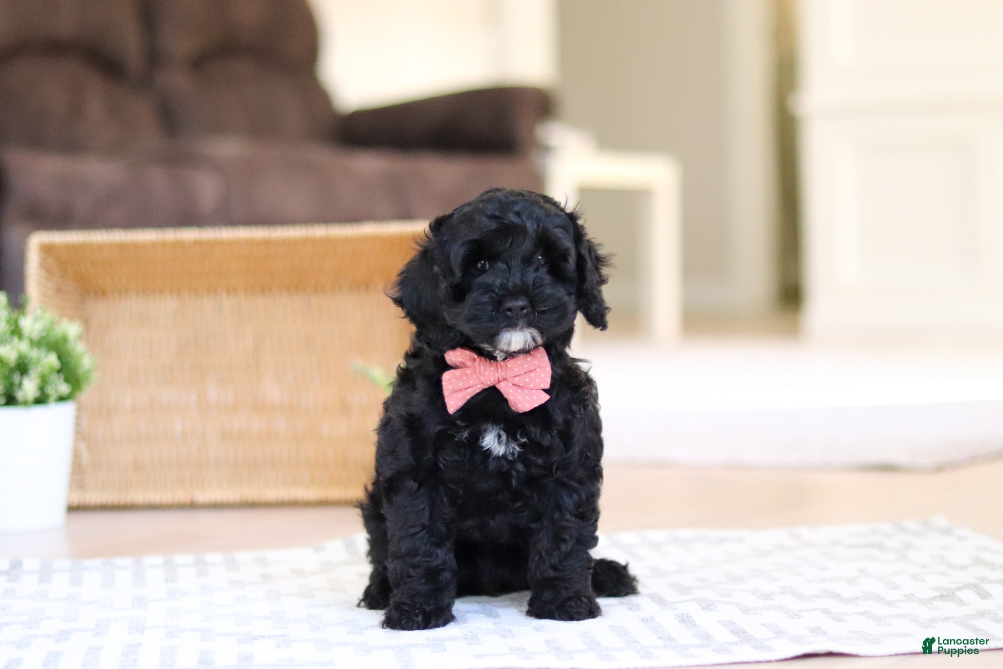 Cockapoo dogs Bailey - Ad 30