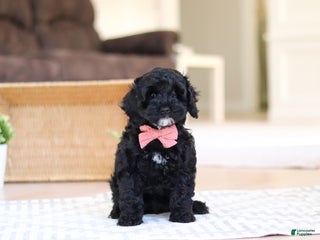 Cockapoo dogs Bailey - Ad 30