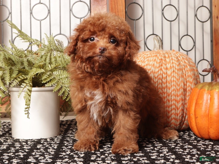 Toy Poodle dogs for sale: Hunter - Teacup Poodle  - Ad 2