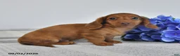 Miniature Dachshund dogs for sale: Tyson - Ad 3