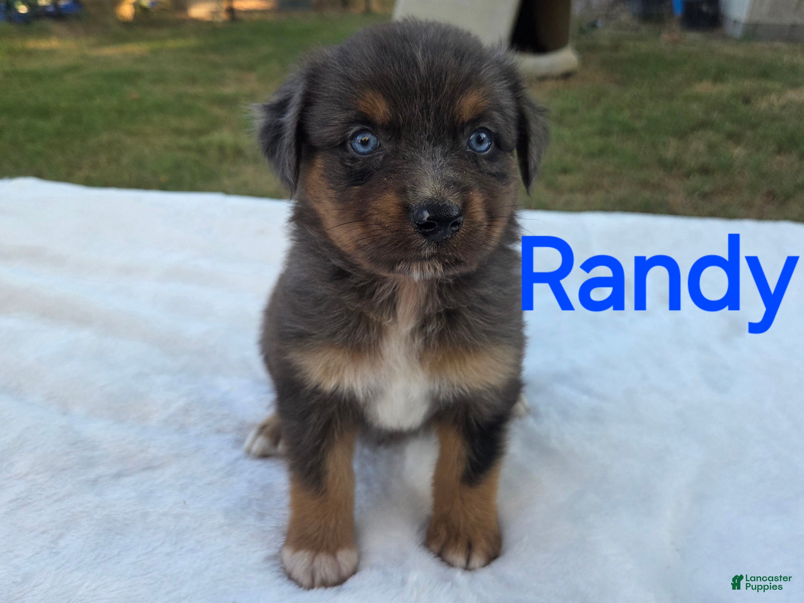 Australian Shepherd dogs Randy - Ad 37