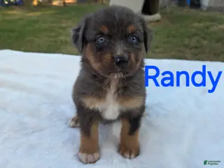 Australian Shepherd dogs Randy - Ad 37