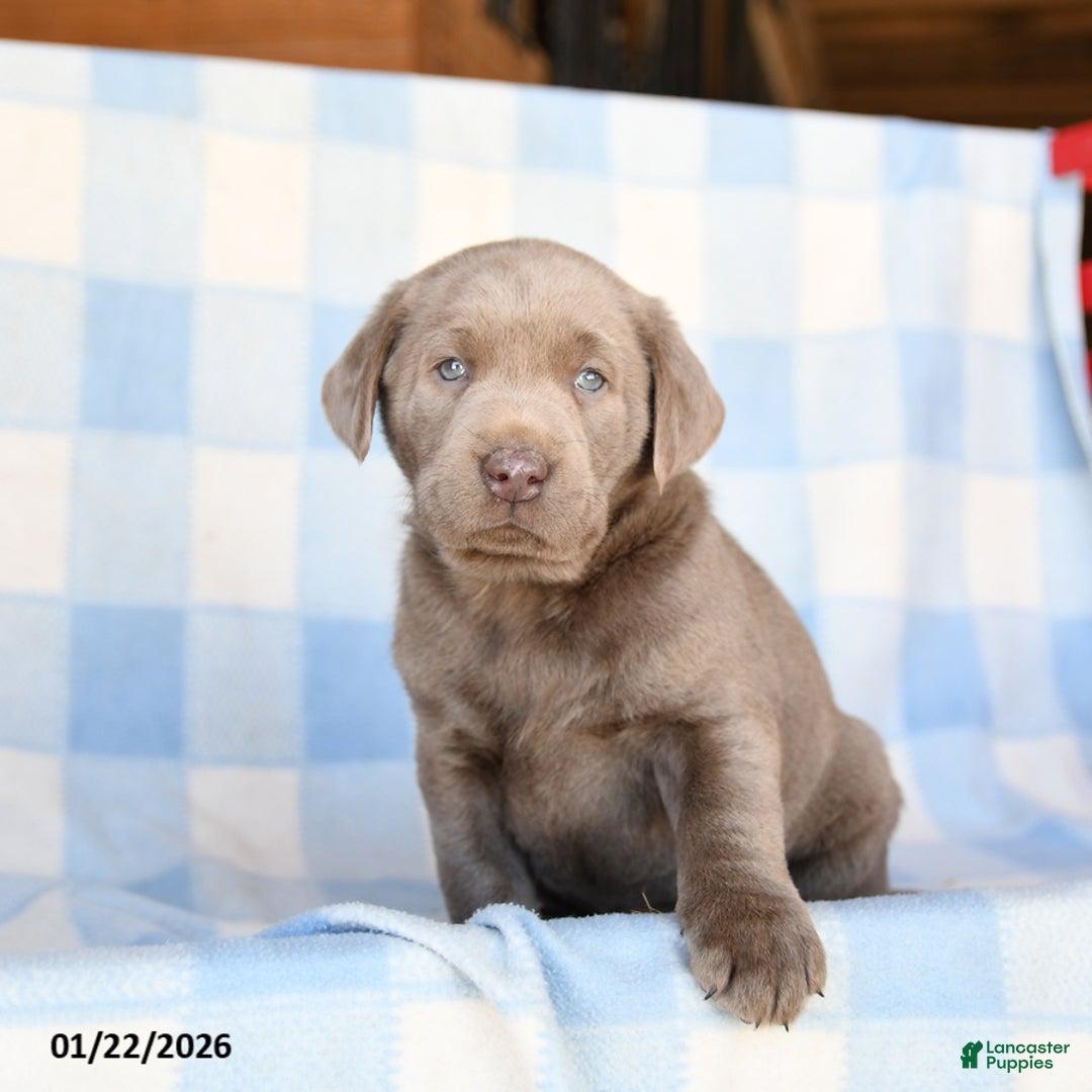 Labrador Retriever dogs for sale: Grayson - Ad 2