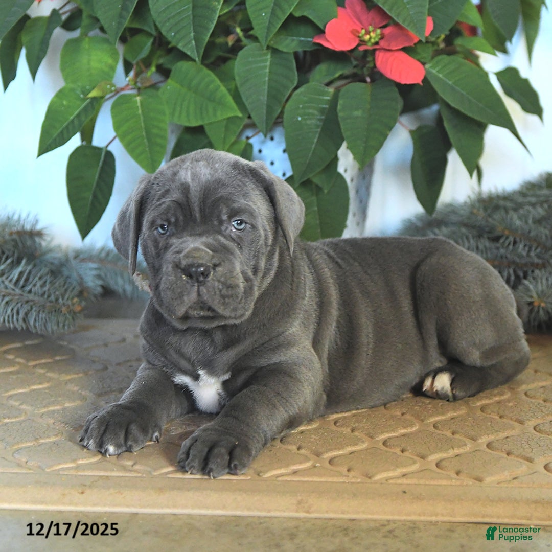 Cane Corso dogs for sale: Flicker - Ad 4