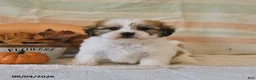 Malshi dogs for sale: Murphey - Ad 3