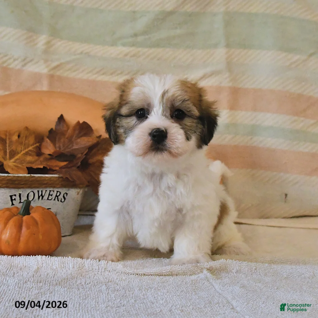 Malshi dogs for sale: Murphey - Ad 3