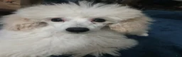 Toy Poodle dogs for sale: White with Light creme male puppy! - Ad 3