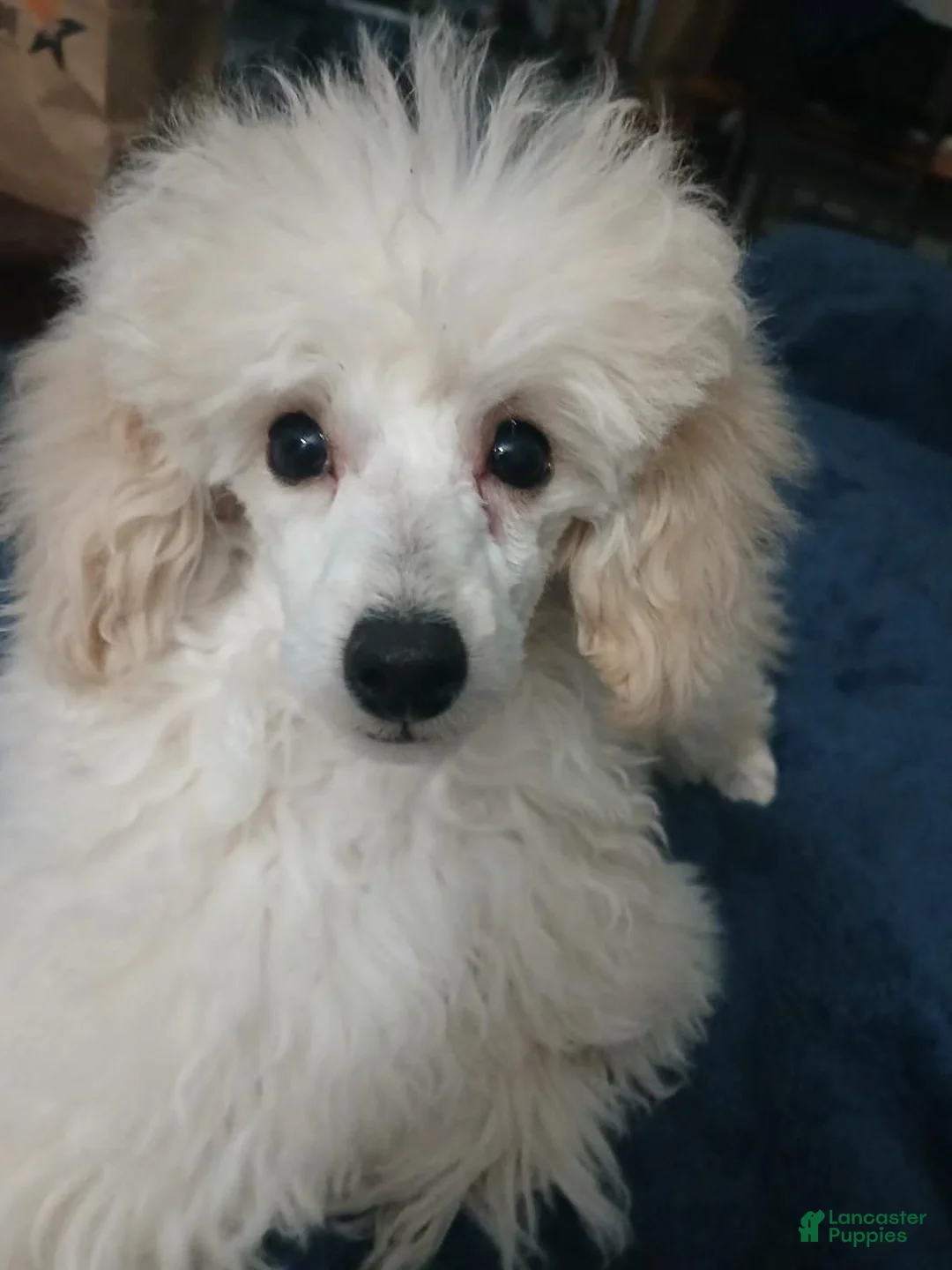 Toy Poodle dogs for sale: White with Light creme male puppy! - Ad 3