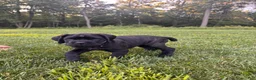 Cane Corso dogs for sale: Violet - Ad 4