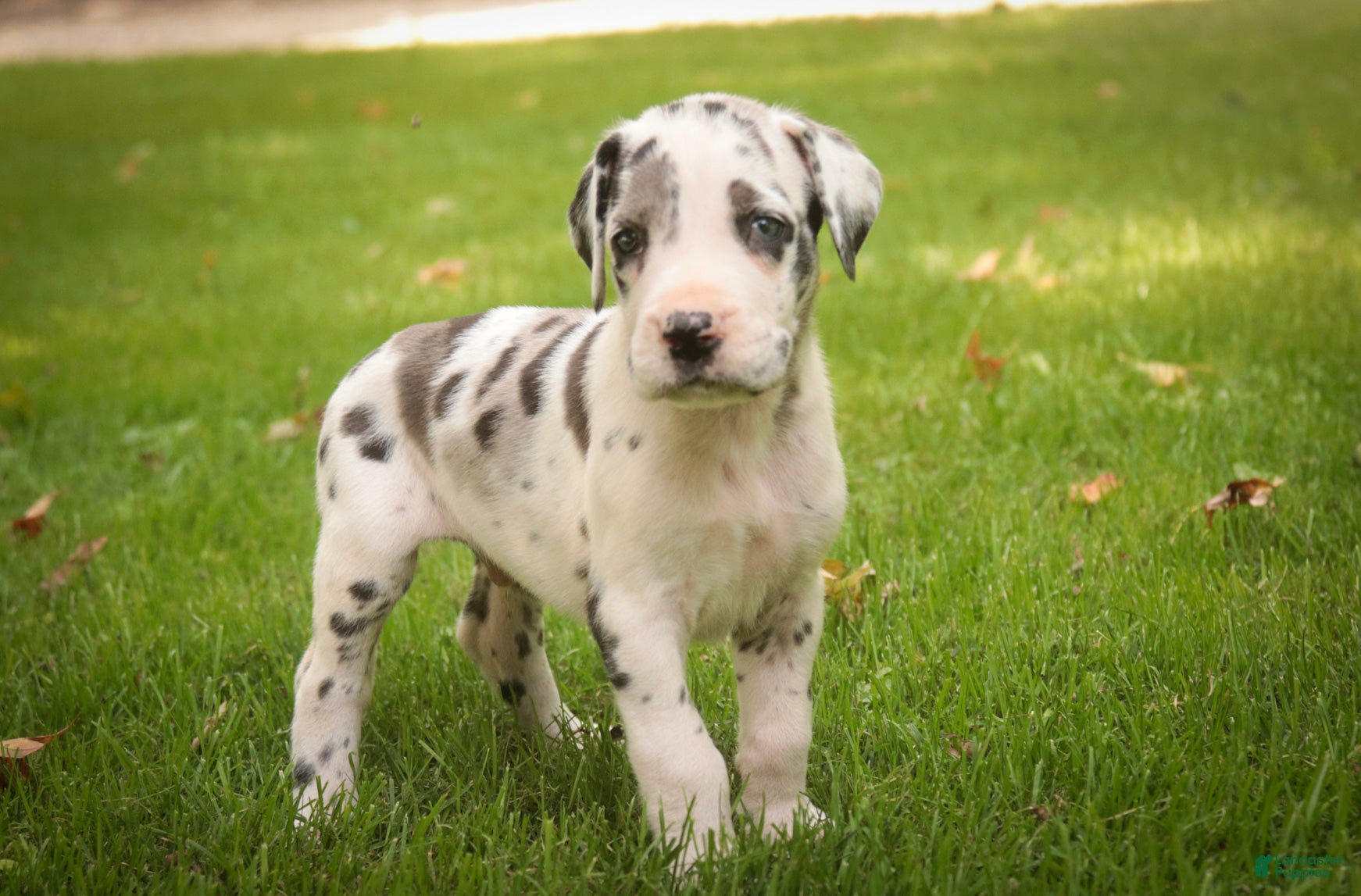 Great Dane dogs for sale: Blake Great Dane  - Ad 4