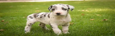 Blake Great Dane 