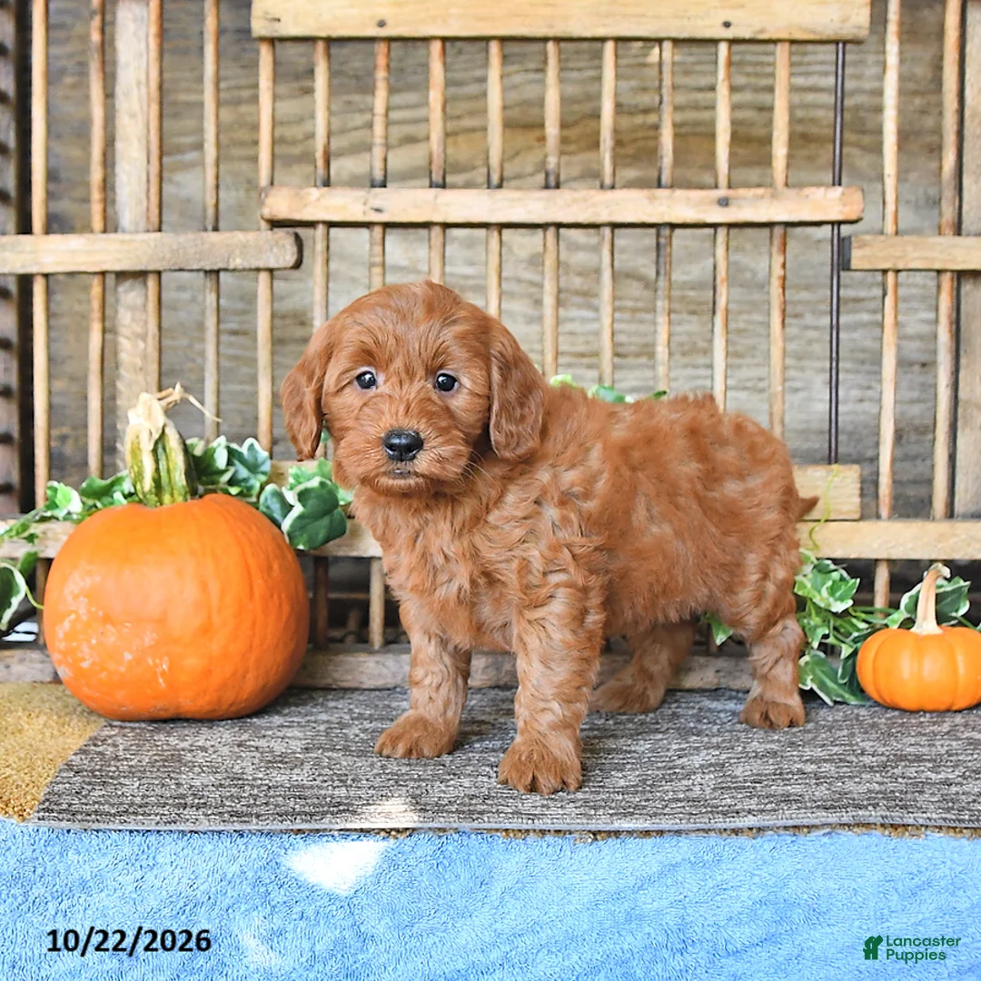 Mini Goldendoodle dogs for sale: Boaz - Ad 2