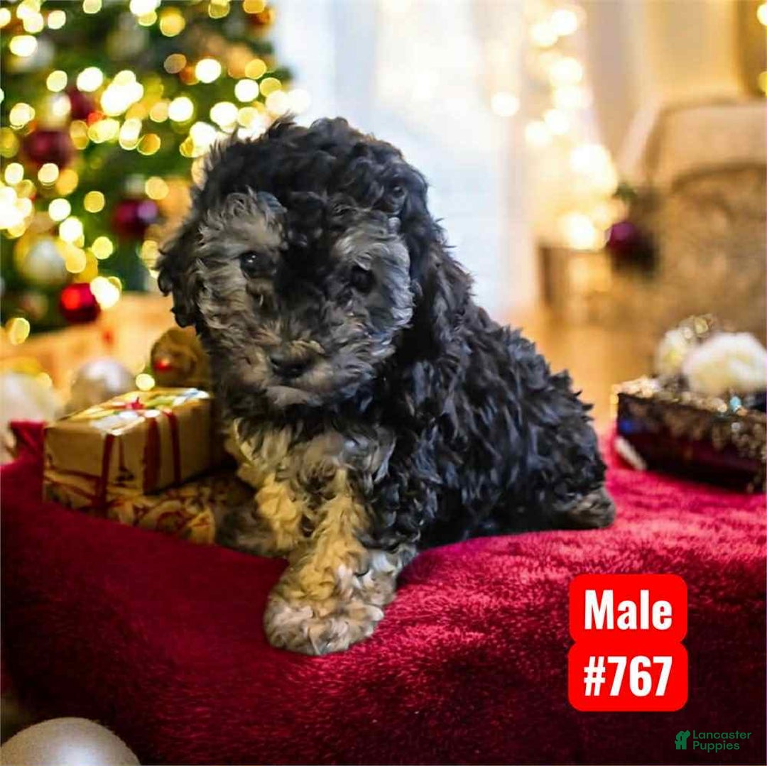 Mixed Breed dogs for sale: Blacky - Ad 1