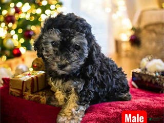 Mixed Breed dogs Blacky - Ad 21