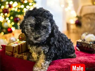 Mixed Breed dogs Blacky - Ad 10