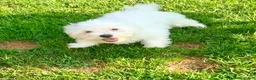 Maltese dogs for sale: Rocky - Ad 2