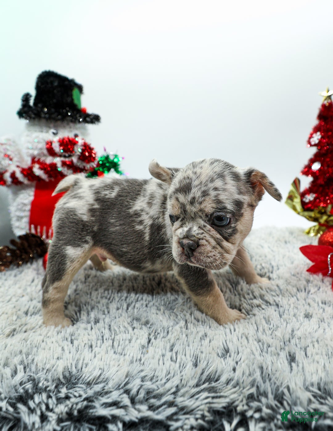French Bulldog dogs for sale: Draco - Ad 2