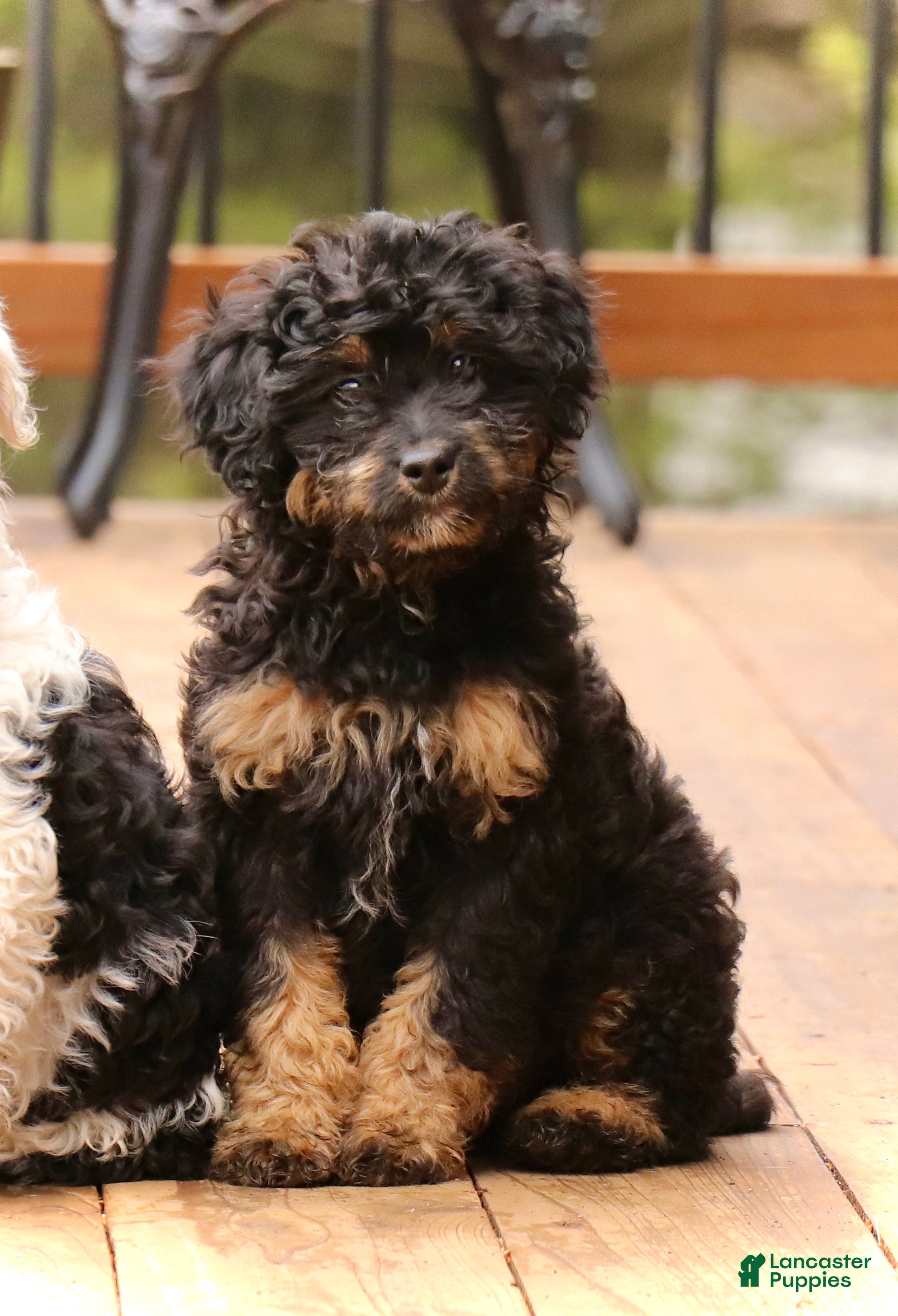 Mini Bernedoodle dogs Lucas - Ad 2