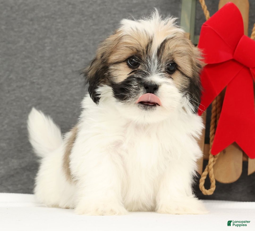 Lhasa Apso dogs for sale: Felix - Ad 1