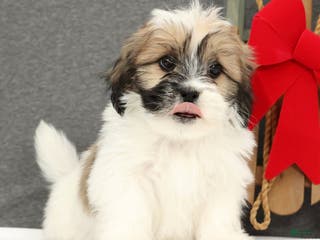 Lhasa Apso dogs Felix - Ad 1