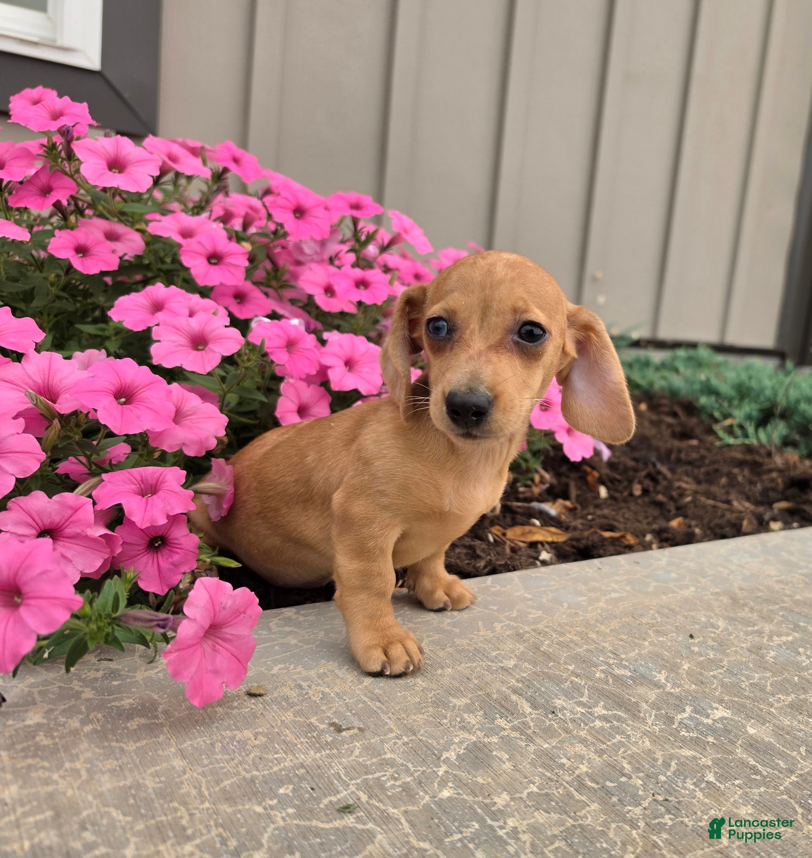Miniature Dachshund dogs Fawn - Ad 1