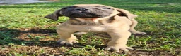 English Mastiff dogs for sale: English Mastiff Eve - Ad 8
