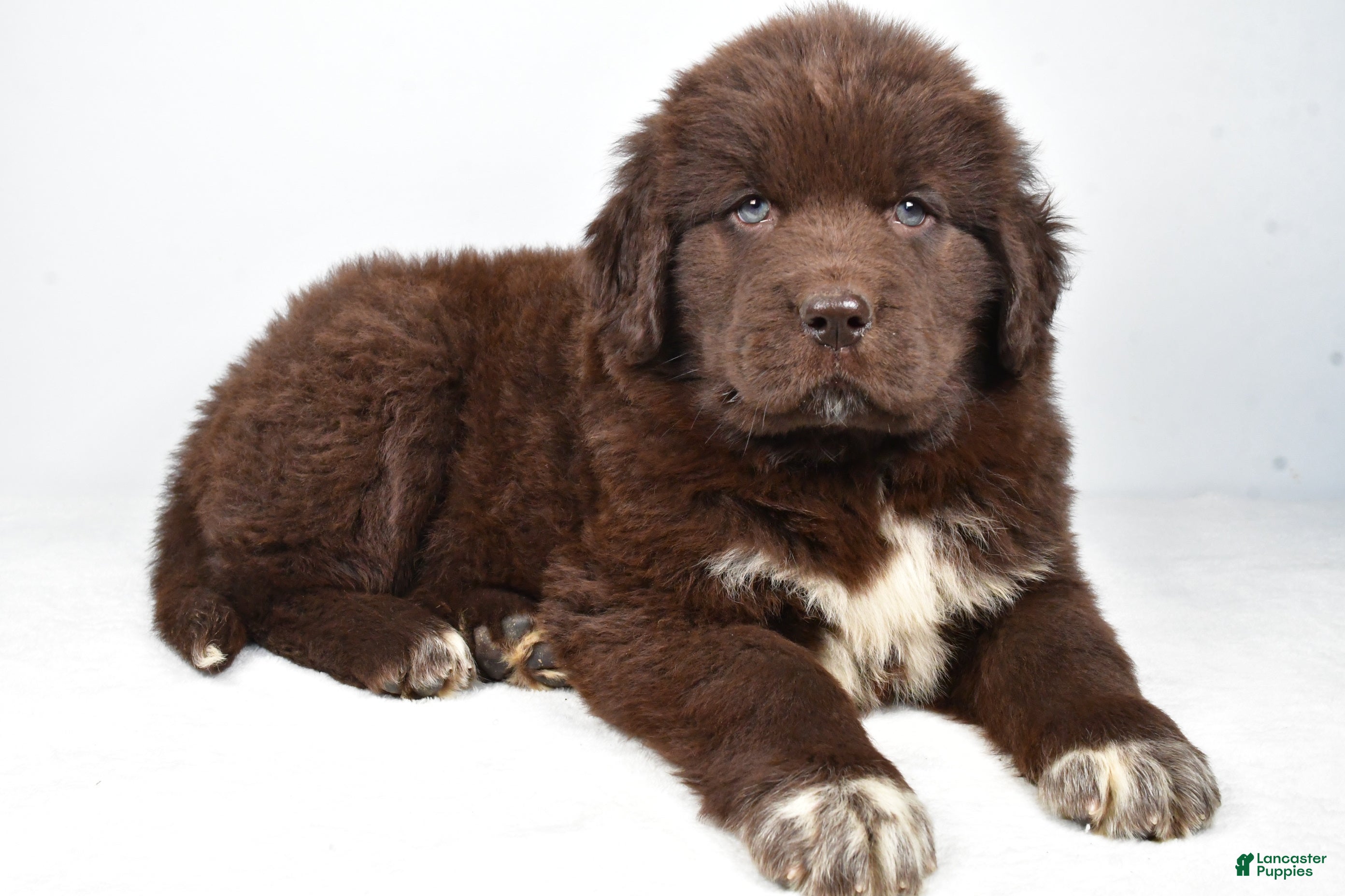Newfoundland dogs Holly - Ad 35