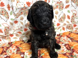 Goldendoodle dogs - Ad 6