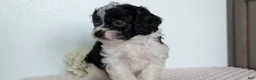Cavapoo dogs for sale: Sparky - Ad 6
