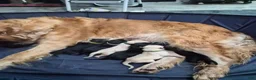 Goldador dogs for sale: Birdie - Ad 3